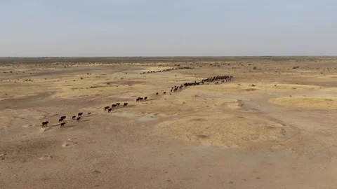 Drone view of sacrificial cattle moving across grazing land, April 25, 2026, Stock-Footage 334812126