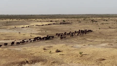 Drone view of sacrificial cattle moving across grazing land, April 25, 2026, Stock Footage 334812287