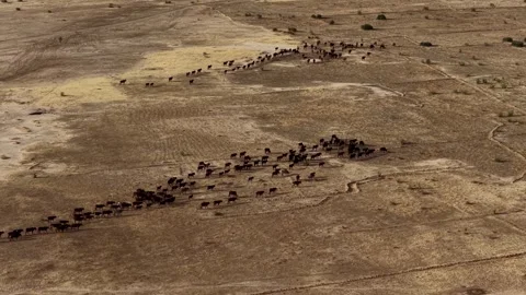 Drone view of sacrificial cattle moving across grazing land, April 25, 2026, Stock Footage 334812387