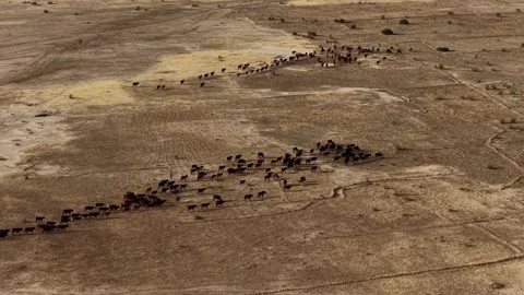 Drone view of sacrificial cattle moving across grazing land, April 25, 2026, Stock Footage 334812422
