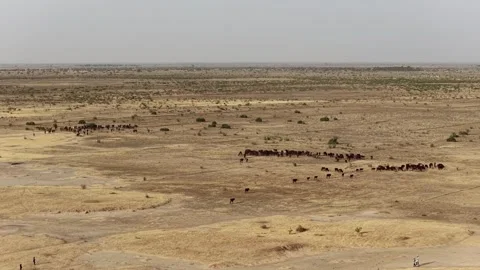 Drone view of sacrificial cattle moving across grazing land, April 25, 2026, Vídeo Stock 334812500