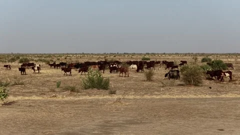 Drone view of sacrificial cattle moving across grazing land, April 25, 2026, Stock Footage 334812840