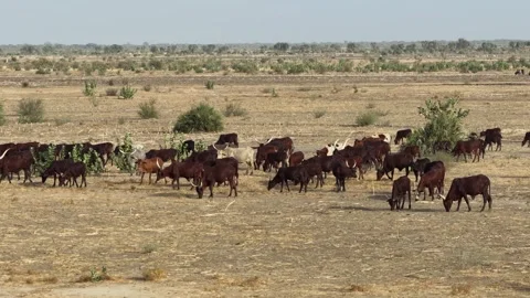 Drone view of sacrificial cattle moving across grazing land, April 25, 2026, Stock Footage 334812983