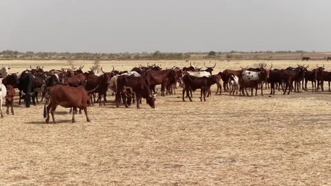 Drone view of sacrificial cattle moving across grazing land, April 25, 2026, Stock Footage 334816840