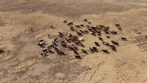 Drone view of sacrificial cattle moving across grazing land, April 25, 2026, Stock Footage 334818175