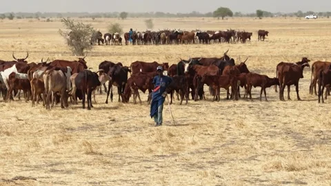 Drone view of sacrificial cattle moving across grazing land, April 25, 2026, Vídeo Stock 334818822