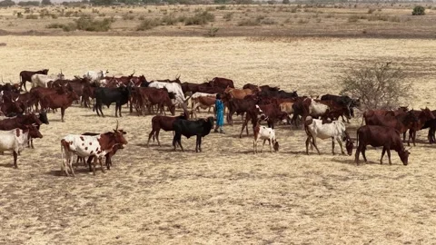 Drone view of sacrificial cattle moving across grazing land, April 25, 2026, Stock-Footage 334818943