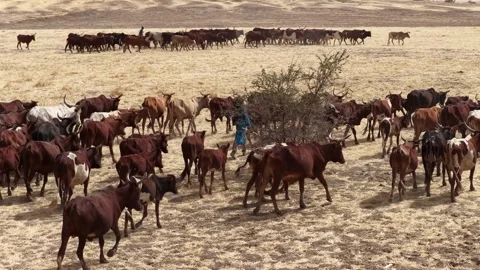 Drone view of sacrificial cattle moving across grazing land, April 25, 2026, Vídeo Stock 334819089