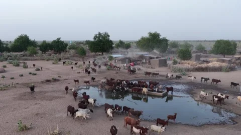 Drone view of sacrificial cattle returning home at sunset, April 25, 2026, Chad, Video stock 334809845