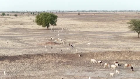 Drone view of sacrificial sheep returning home at sunset in African village, Video stock 334814374
