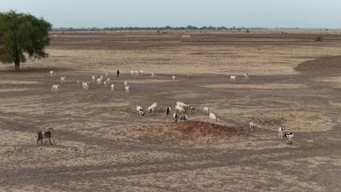 Drone view of sacrificial sheep returning home at sunset in African village, Stock Footage 334814529