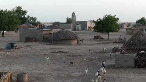 Drone view of sacrificial sheep returning home at sunset in African village, Stock Footage 334814622