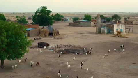 Drone view of sacrificial sheep returning home at sunset in African village, Stock Footage 334816811