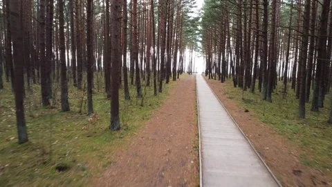 Drone View of Serene Forest Trail in 4K Stock Footage 323613028