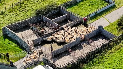 Drone view of sheep dipping using a mobile dipper on trailer Foto stock