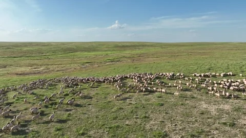Drone View Of Sheep Flock On Pasture, Ceylanpinar, Sanliurfa, Turkiye, Stock Footage 336493132