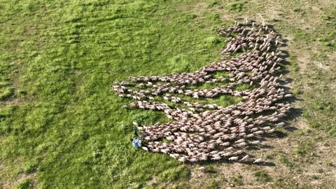 Drone View Of Sheep Flock On Pasture, Ceylanpinar, Sanliurfa, Turkiye, Video stock 336493216