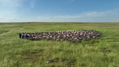 Drone View Of Sheep Flock On Pasture, Ceylanpinar, Sanliurfa, Turkiye, Video stock 336493241