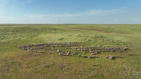 Drone View Of Sheep Flock On Pasture, Ceylanpinar, Sanliurfa, Turkiye, Video stock 336493344