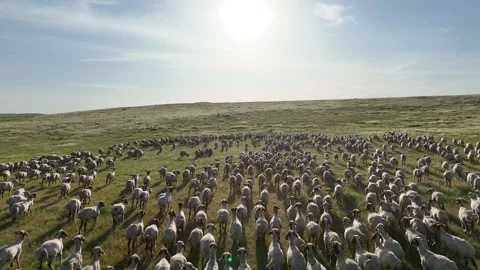 Drone View Of Sheep Flock On Pasture, Ceylanpinar, Sanliurfa, Turkiye, Video stock 336493443