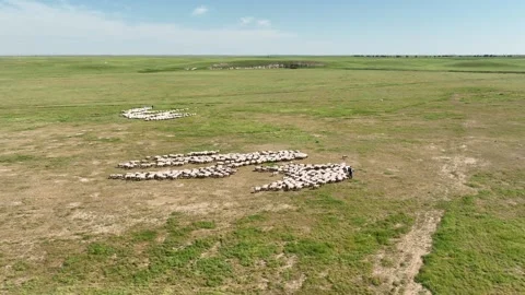Drone View Of Sheep Flock On Pasture, Ceylanpinar, Sanliurfa, Turkiye, Video stock 336493545