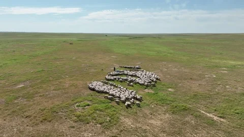 Drone View Of Sheep Flock On Pasture, Ceylanpinar, Sanliurfa, Turkiye, Stock Footage 336493585