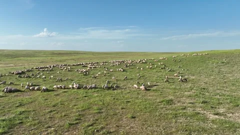Drone View Of Sheep Flock On Pasture, Ceylanpinar, Sanliurfa, Turkiye, Video stock 336493698