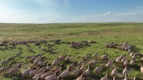 Drone View Of Sheep Flock On Pasture, Ceylanpinar, Sanliurfa, Turkiye, Video stock 336493720