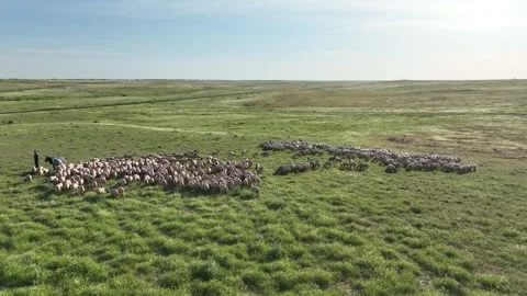 Drone View Of Sheep Flock On Pasture, Ceylanpinar, Sanliurfa, Turkiye, Video stock 336493756