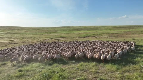 Drone View Of Sheep Flock On Pasture, Ceylanpinar, Sanliurfa, Turkiye, Video stock 336493775