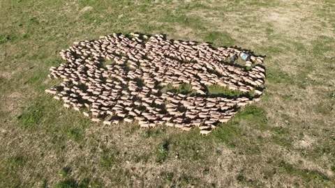Drone View Of Sheep Flock On Pasture, Ceylanpinar, Sanliurfa, Turkiye, Video stock 336493910
