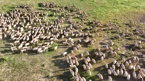 Drone View Of Sheep Flock On Pasture, Ceylanpinar, Sanliurfa, Turkiye, 스톡 동영상 336493923