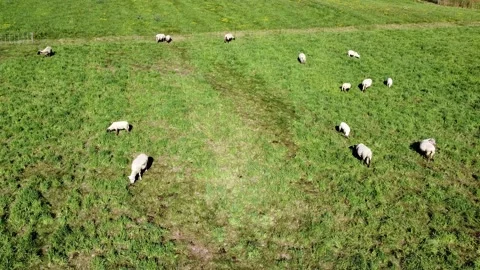 Drone view of sheep grazing in a field Stock Footage 202993179