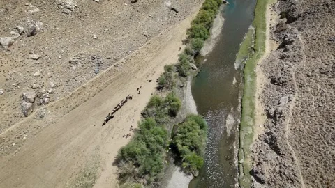 Drone View of Sheep Herd Along Ghorband River Afghanistan Vidéo 318383539