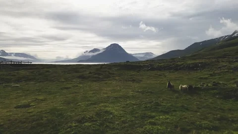 Drone view of sheep walking on a small bridge with a view on a beautiful subarct Stock Footage 140722640