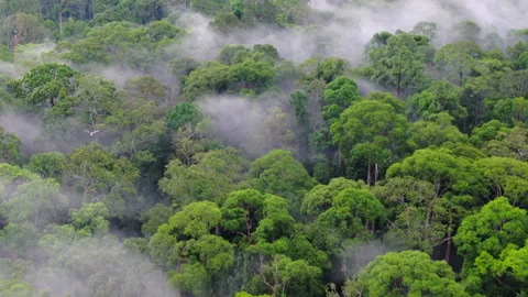 Drone view shot Of Borneo Tropical Rainforest and tracking an eagle fly away Stock Footage 158656589