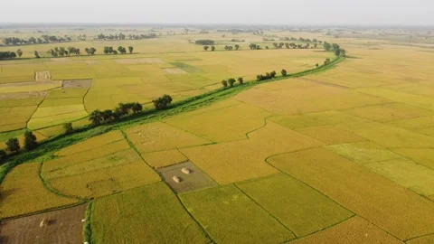 Drone view shot of paddy field. Video stock 240655395