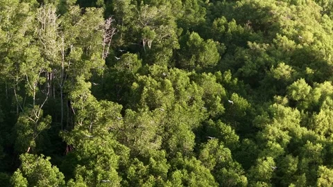 Drone view shows flock of white egrets flying in formation 스톡 동영상 332202509