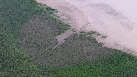 Drone view shows thousands of white egrets perched across mangrove Stock Footage 332206308