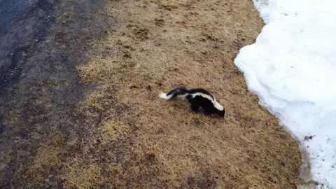 Drone View of Skunk Foraging in Thawing Grass Near Snow Stock Footage 332878434