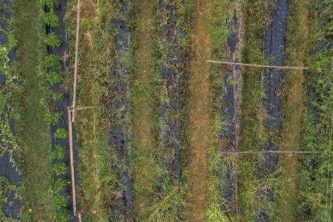 Drone view of a small farmland plot with rows of crops growing on soil covered 스톡 사진