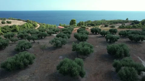 Drone view of a small house surrounded by many olive trees. Stock-Footage 164880679