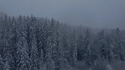 Drone view of a snow-covered forest in snowfall one late afternoon. Stock Footage 146664774