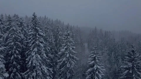 Drone view of a snow-covered forest in snowfall one late afternoon. Video stock 146665055