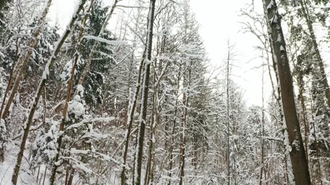 Drone view of snow-covered trees in a winter forest Stock Footage 326775798