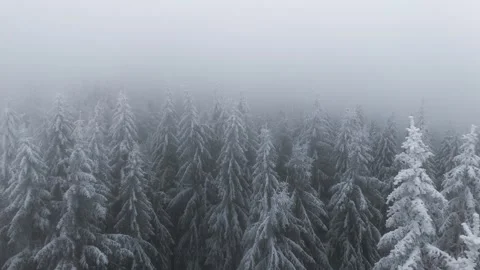 Drone view of snow-dusted trees in the mountains. Winter fog and low clouds.. Stock Footage 296501251