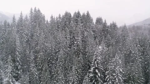 Drone view of a snowy forest with various types of trees such as spruce and pine Stock Footage 255491790