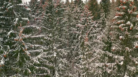 Drone view of snowy forest in winter Video stock 164597215