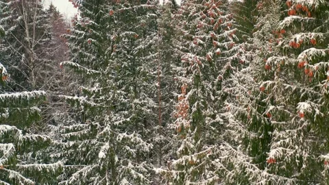 Drone view of snowy forest in winter Video stock 164602126
