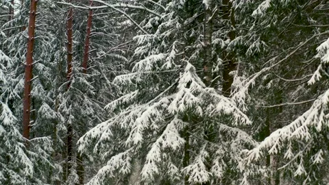 Drone view of snowy forest in winter in a circle Video stock 164604255